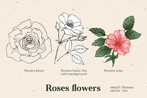 Flowers Roses. Sketch Vector