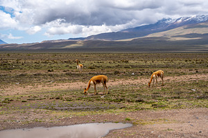 Vicunas Grazing in the Plains of Peru's Majestic Mountains, a Nature Photo by GoodGoods