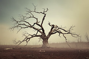48 Dying Tree Images, a Nature Photo by h.utomo (Thumbnail 9 of 48)