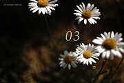 RUSTIC SUMMER (5 BACKGROUNDS), a Nature Photo by Valeriia Miller (Thumbnail 6 of 11)