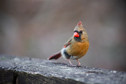 Female Cardinal, an Animal Photo by marybethjones