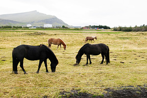 Horses grazing on scenic Icelandic farmland surrounded by lush meadows and moun, a Nature Photo by AS photostudio