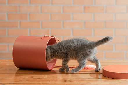Little gray kitten plays