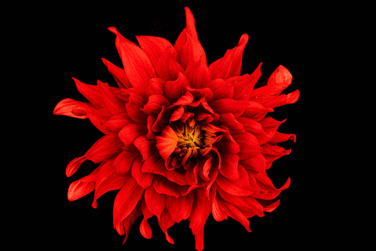 Colorful Dahlia Flower Photo Bundle, a Nature Photo by Silent Nature (Photo 4 of 6)