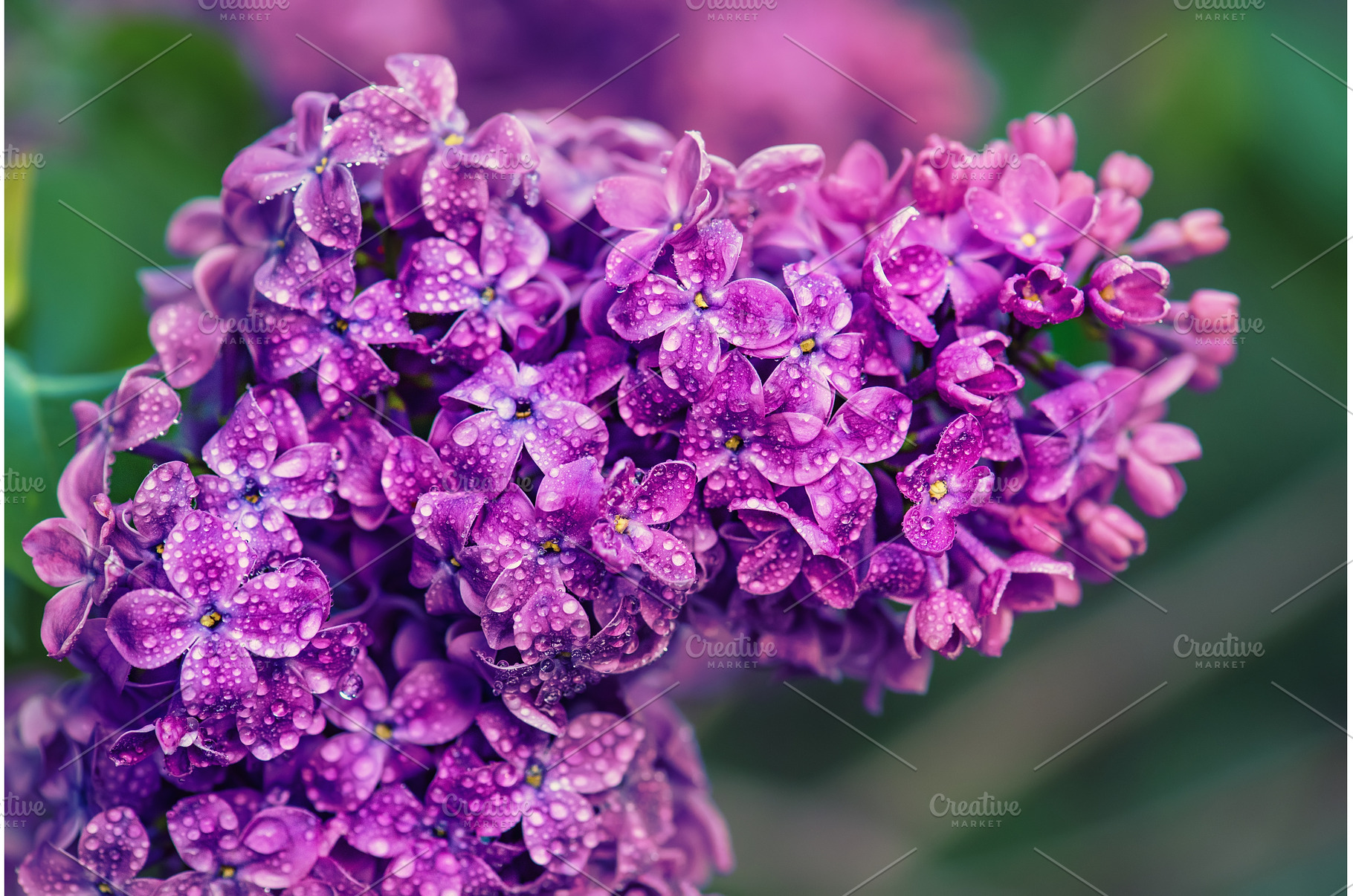 Lilac flowers macro, a Nature Photo by Nature and travel