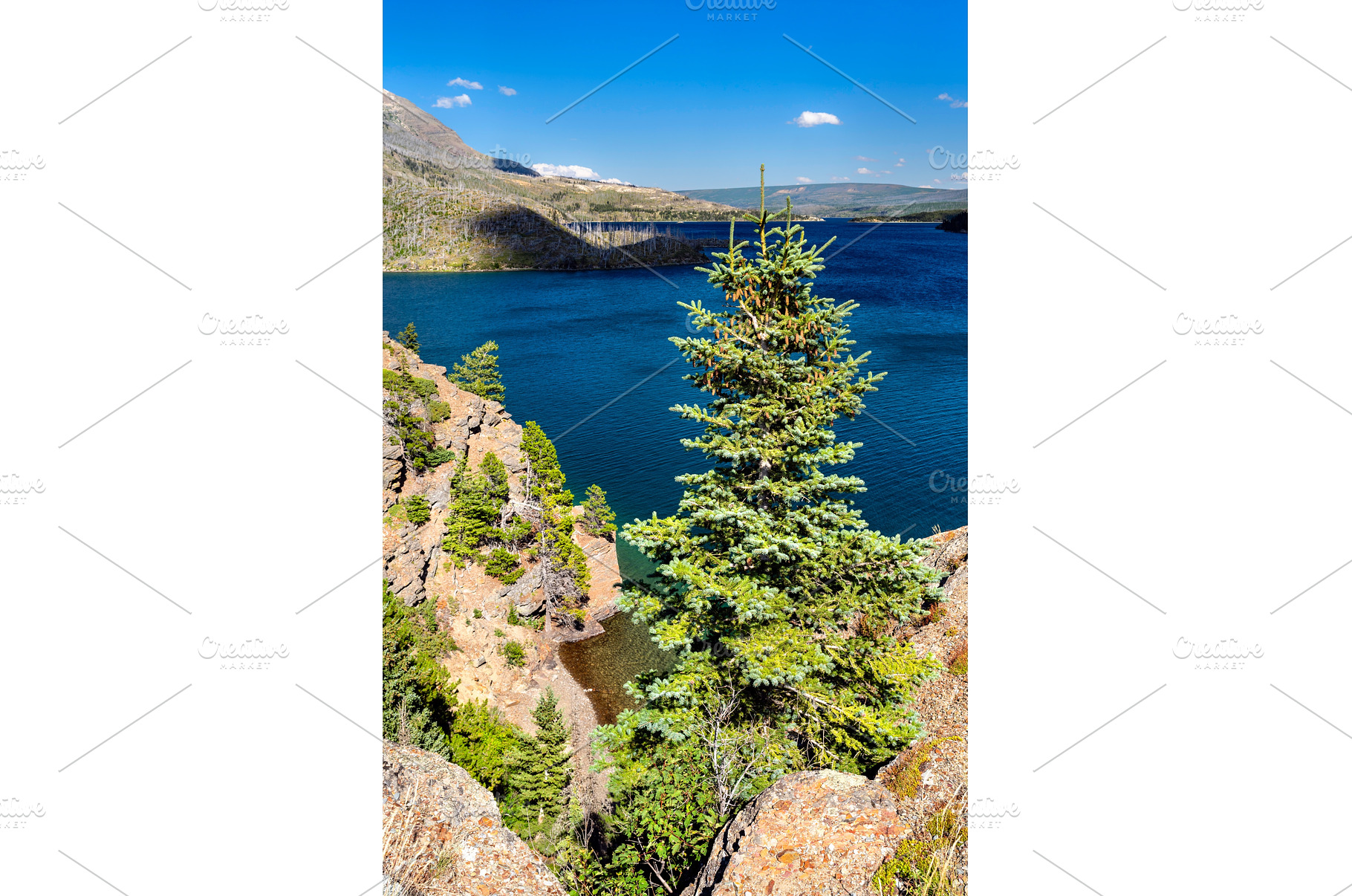 Spruce tree on a cliff overlooking, a Nature Photo by Leonid Andronov