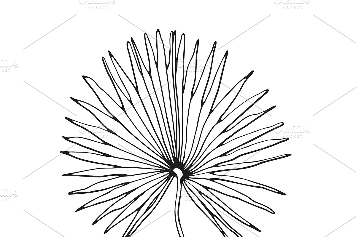 Palm Leaves svg, Botanical png, a Decorative Illustration by Watercolor_Vector Graphic (Photo 20 of 25)