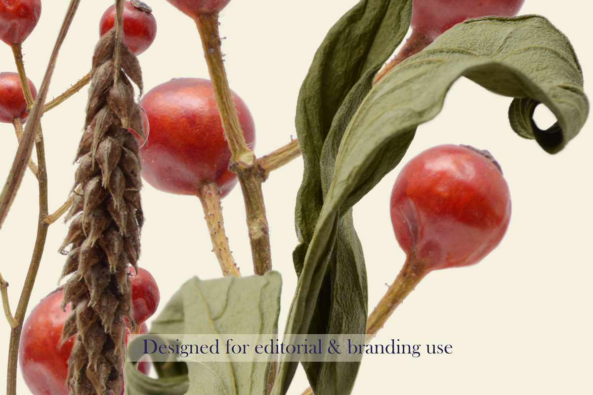 Botanical PNG Elements – 36 Meadow P, an Object Graphic by Aga Silva (Photo 20 of 28)