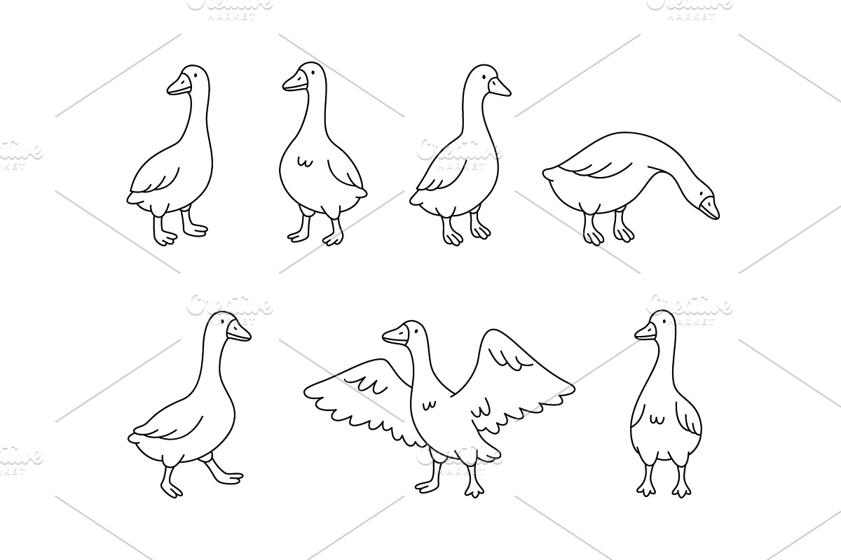 Set of cartoon geese in walking, an Animal Illustration by GraphiShop