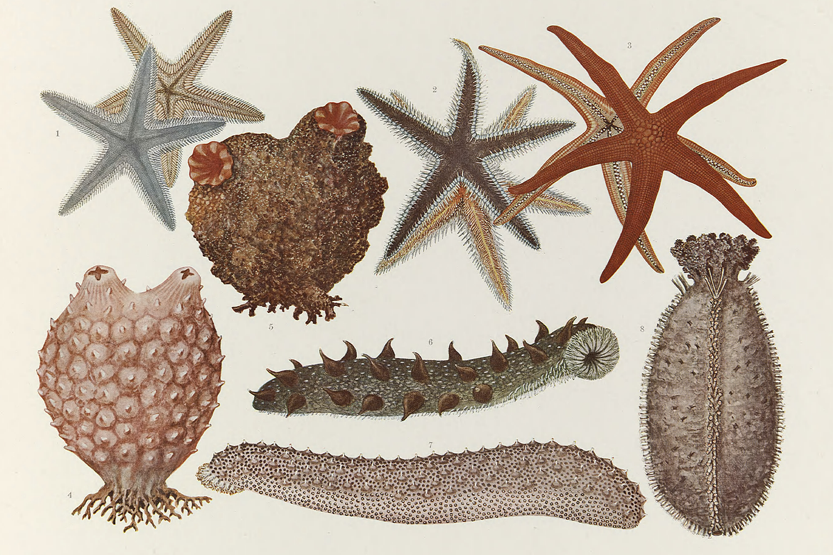 Kumataro Ito Japanese Aquatic Art, an Animal Illustration by Digital Museum (Photo 6 of 13)