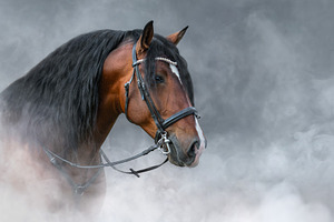 Spanish bay horse with long mane