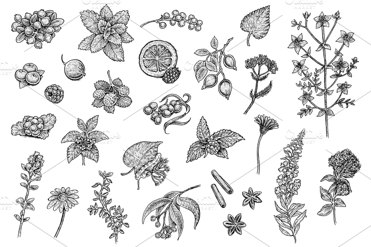 Tea Collection, a Healthcare Illustration by Eugenia Hauss Design (Photo 3 of 3)