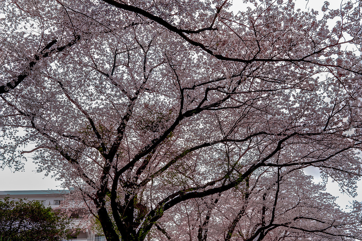 6 photos, Cherry Blossom gardens, a Nature Photo by Silent Nature (Photo 5 of 6)