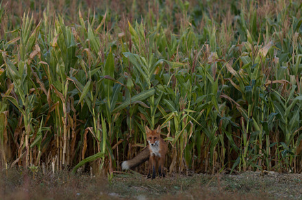 Cute young fox cub on the grass back stock photo containing fox and cub, an Animal Photo by oleghz