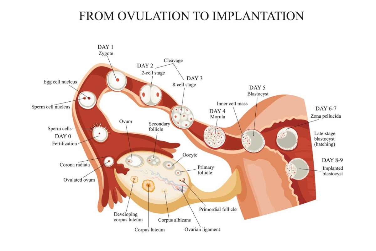 From ovulation to implantation, a Healthcare Illustration by logika 600
