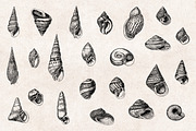 Shells - Vintage Engravings Set, an Illustration by Graphic Goods (Thumbnail 3 of 7)