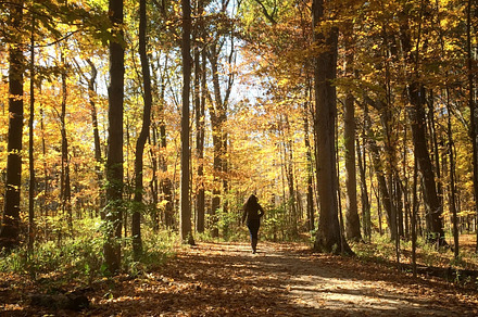 Autumn Walk in the Woods