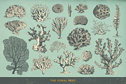 SALE! 100 Sealife Illustrations, an Animal Illustration by Anja Kaiser (Thumbnail 4 of 6)