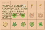 PRESSED BOTANY Floral & Fruit Cutout, an Object Graphic by Desert Poetic (Thumbnail 8 of 10)