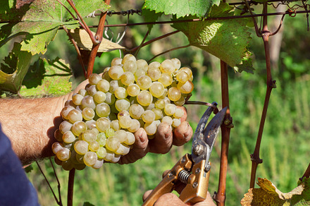 Grapes and secateurs in hands, a Food & Drink Photo by Radiokafka