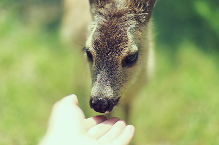 Deer Stock Photograph preview 6