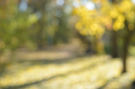 Blurred background of autumn park featuring blurred, background, and autumn, an Abstract Photo by Anatoliy Sadovskiy