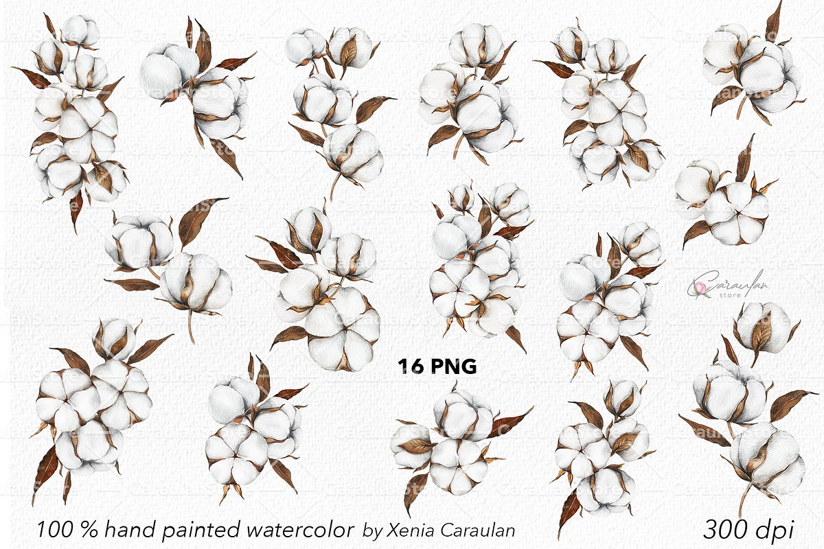 Cotton Plant Watercolor, an Object Illustration by CaraulanStore (Photo 4 of 10)