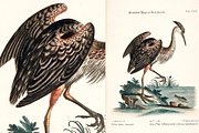 100+ Johann Michael Seligmann, an Animal Illustration by Digital Museum (Thumbnail 7 of 10)