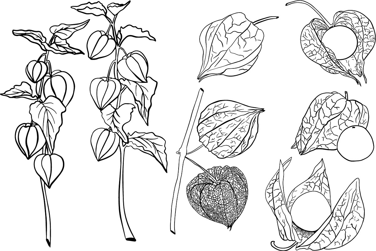 Hand drawn vector physalis.Tomatillo, a Decorative Illustration by Elena Mykhailenko (Photo 2 of 9)