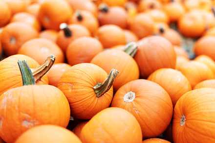 Halloween pumpkins background.