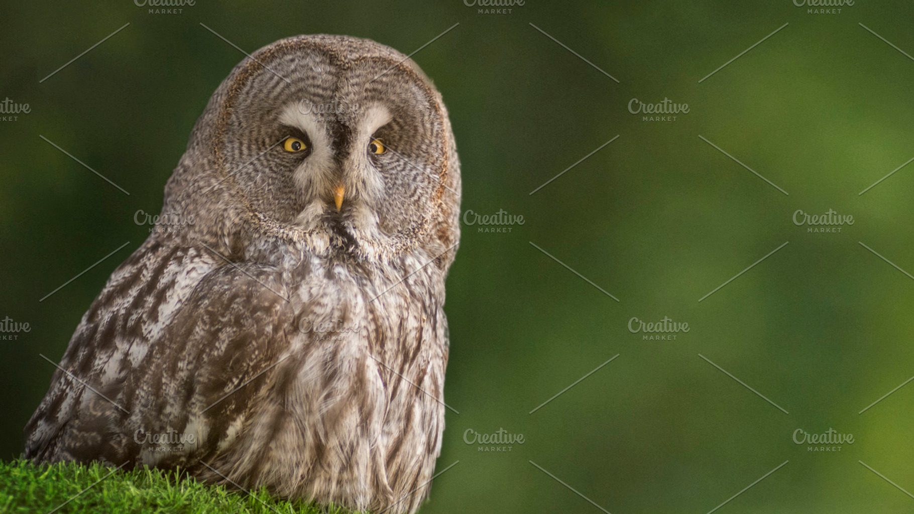 Great grey owl stock photograph, an Animal Photo by Shoey Photography
