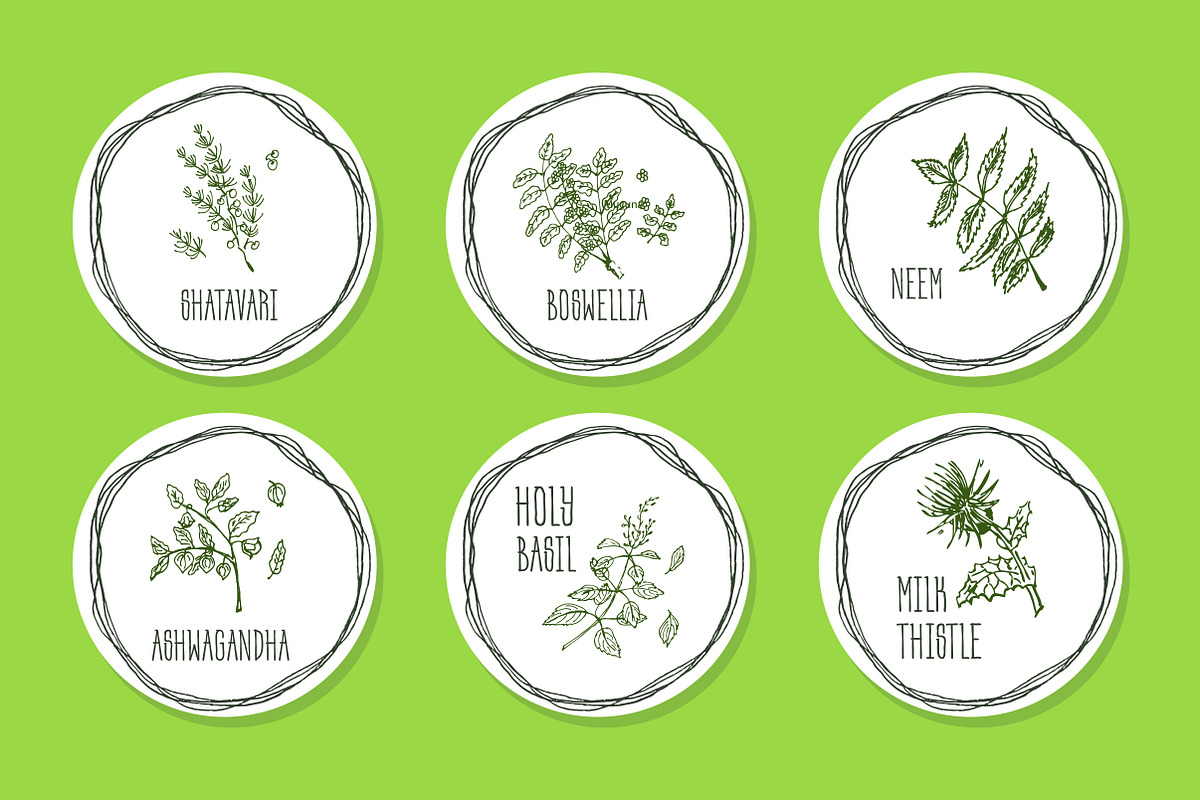 Ayurvedic Herb Collection, an Object Graphic by AV Design (Photo 3 of 5)