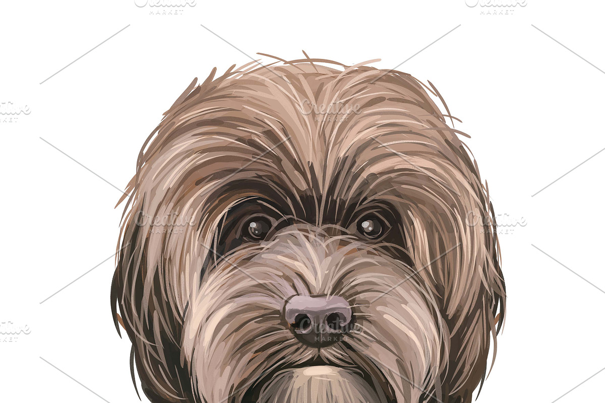 Poodle Cross Breeds 27 Dogs/Puppies, an Animal Illustration by Dneprstock (Photo 12 of 27)