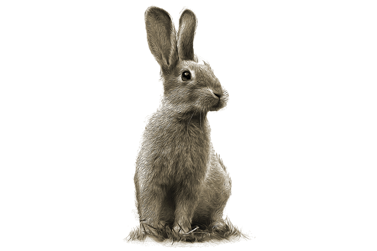 Peter Rabbit Illustration, an Illustration by Digital Art Downloads (Photo 2 of 3)