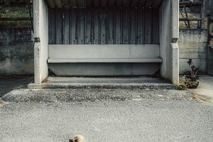 Cat in front of empty bus stop, a Transportation Photo by SkyNext