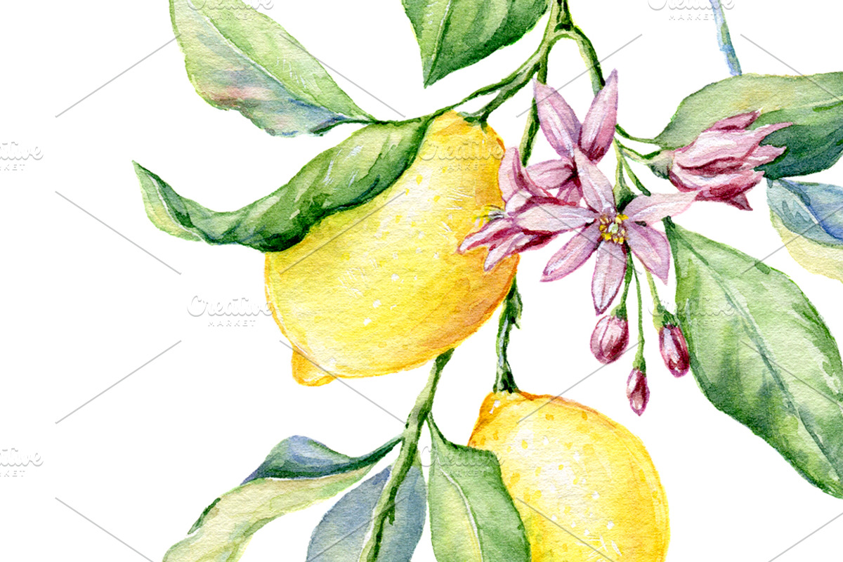 Watercolour Lemons, a Food Illustration by Botanical Art Shop (Photo 2 of 4)