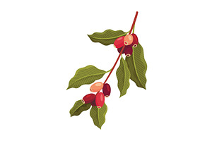 Branch of Coffee Plant with Ripe, a Food Illustration by the8monkey