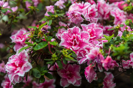 Blooming Rhododendron simsii,
