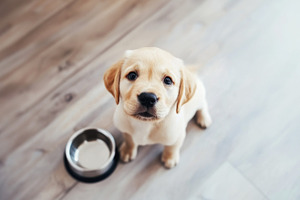 Cute puppy looking up with empty bow, a Photo by Dvoevnore photos