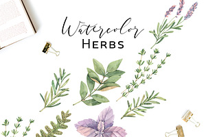 Watercolor Herbs Sage, Fern, Basil