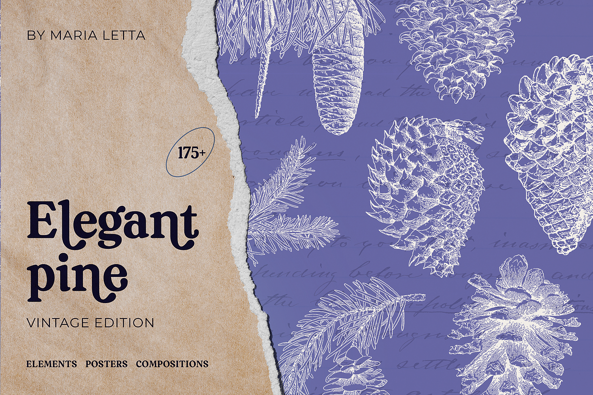 Elegant Pine Vintage Vector Set, a Decorative Illustration by Beauty Drops (Photo 1 of 9)