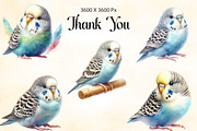 Watercolor Baby Budgerigar Clipart, an Illustration by CraftArtStudio (Thumbnail 3 of 3)