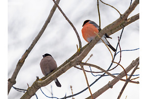 Female and male bullfinch on branch, an Animal Photo by Fascinadora