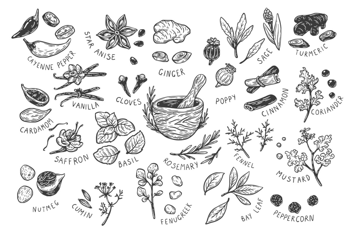 Spices and Herbs. Vector, an Illustration by Olga Olmix (Photo 2 of 2)