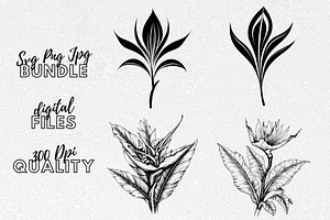 Bird Of Paradise Flower SVG Clipart