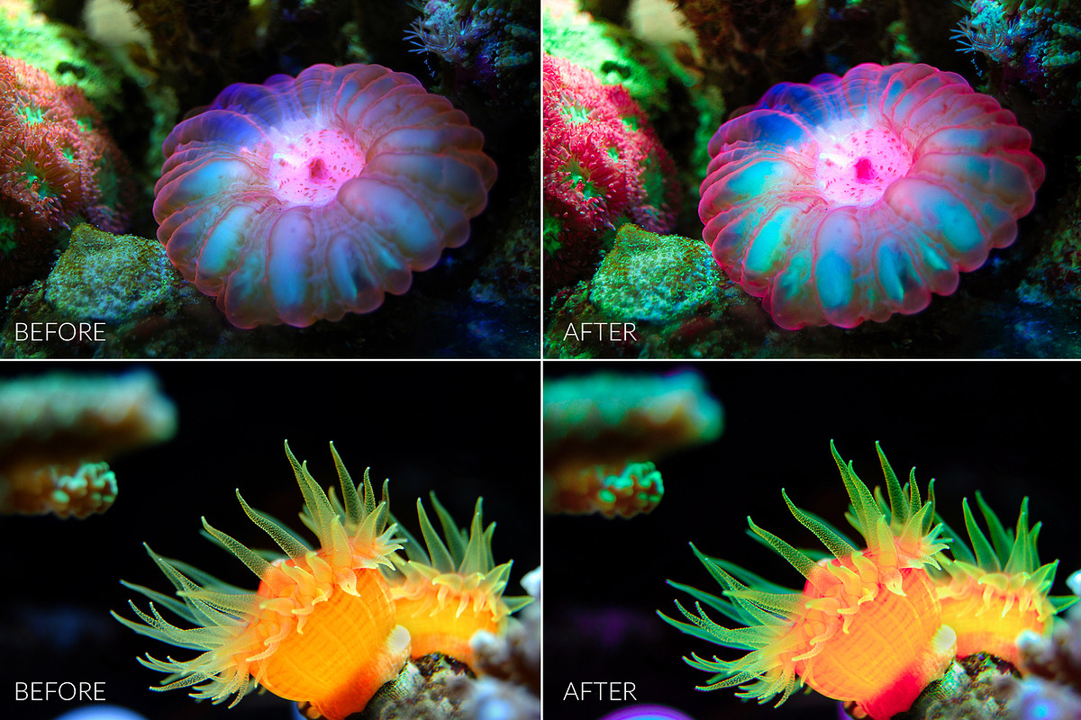 Barrier Reef Lr Presets, an Action Add-On by PandoraDreams (Photo 2 of 7)