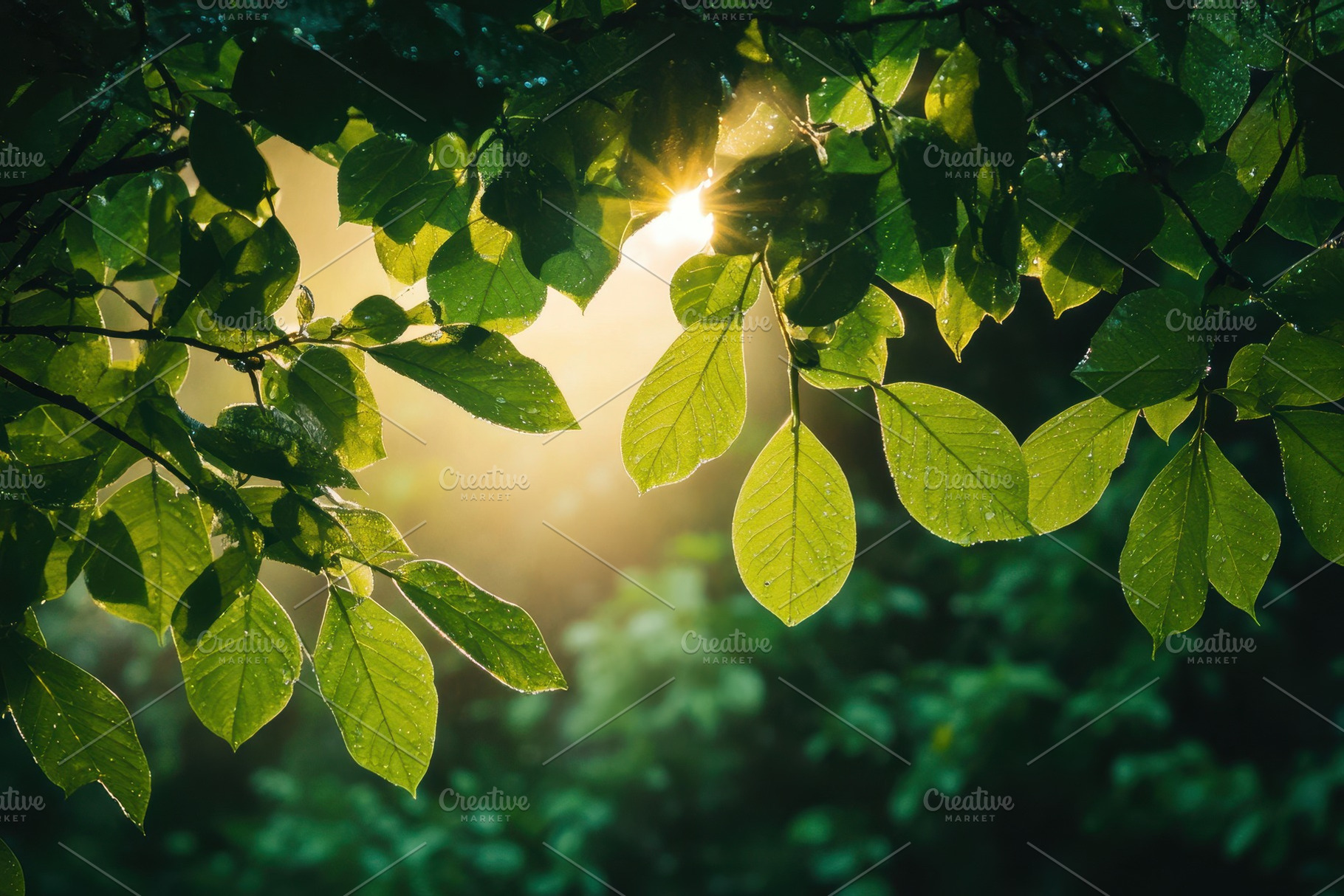 Sunlight filters through lush green, a Photo by Iftikhar Alam