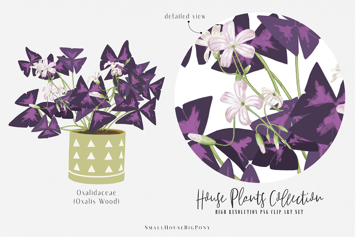House Plants Collection Set II, a Graphic by SmallHouseBigPony (Photo 7 of 21)