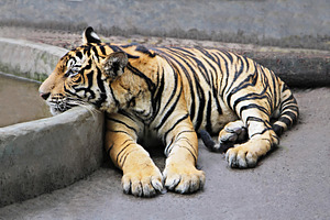 Tiger, a Photo by saiko3p
