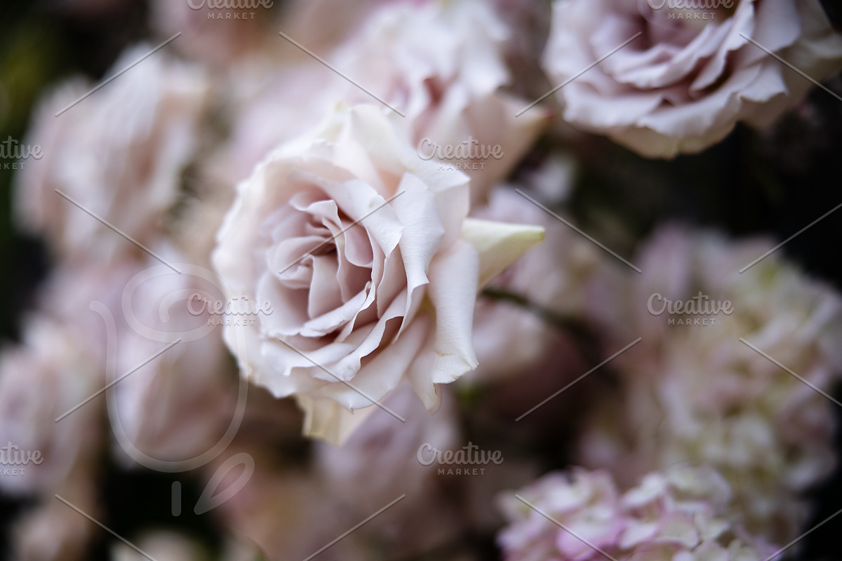 A Garden of Roses | Wedding, Events, a Nature Photo by Farewell (Photo 37 of 41)